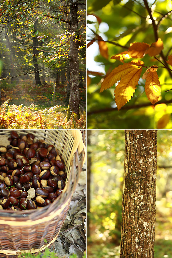 foretchataignier.jpg, oct. 2011 foretchataignier.jpg
