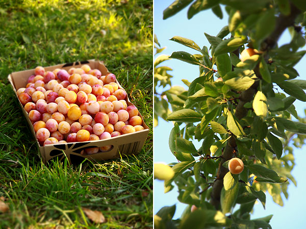 mirabelles1.jpg