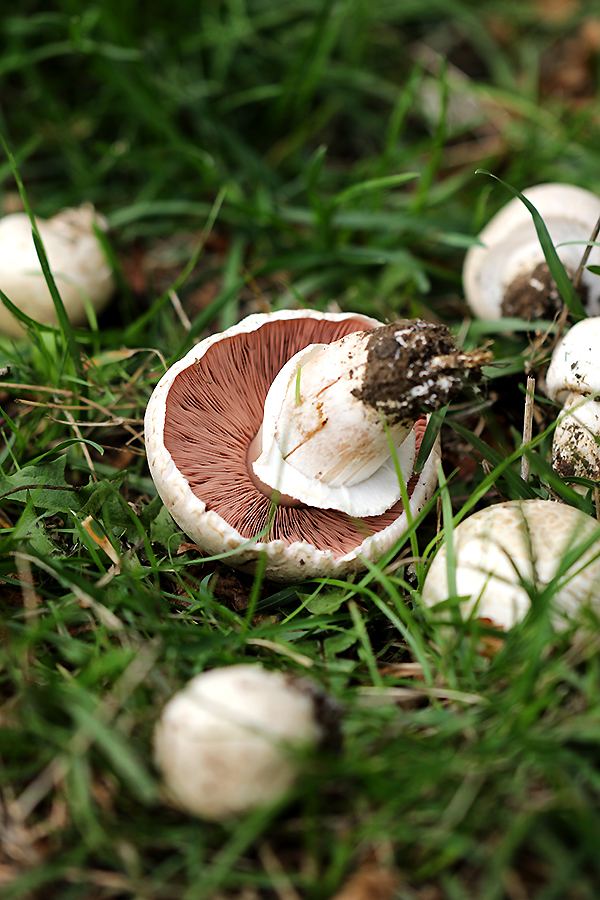 agaricbouledeneige.jpg, sept. 2015 agaricbouledeneige.jpg