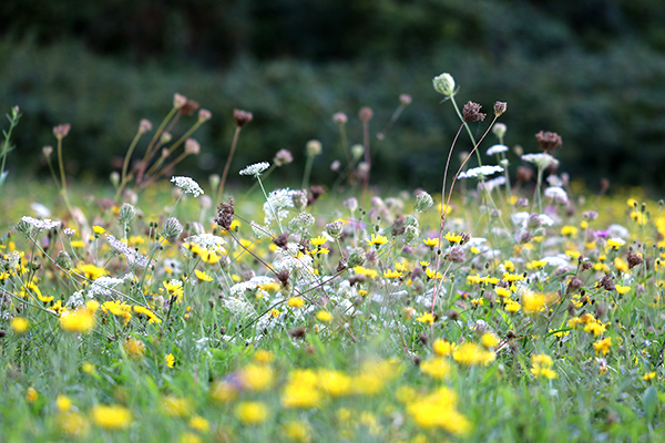 prairiecarottesauvage.jpg, sept. 2015 prairiecarottesauvage.jpg