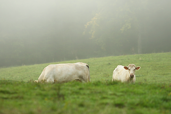 vache2.jpg, sept. 2015 vache2.jpg