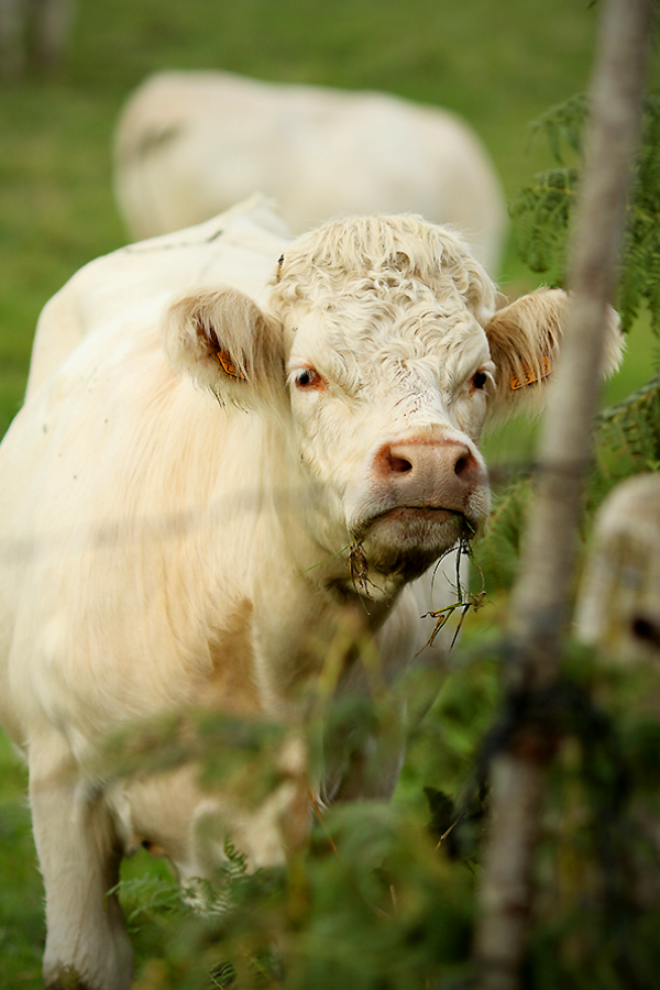 vache3.jpg, sept. 2015 vache3.jpg