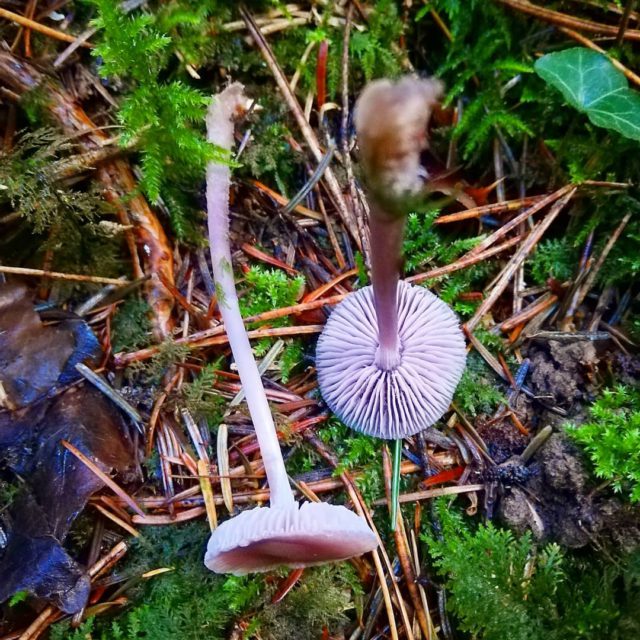 Clitocybe amthyste Les champignons arriveraientils enfin dans le Berry ?